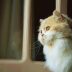 龙腾猫跃内容编辑林晓宇头像，专注Minecraft启动器工具评测的资深编辑