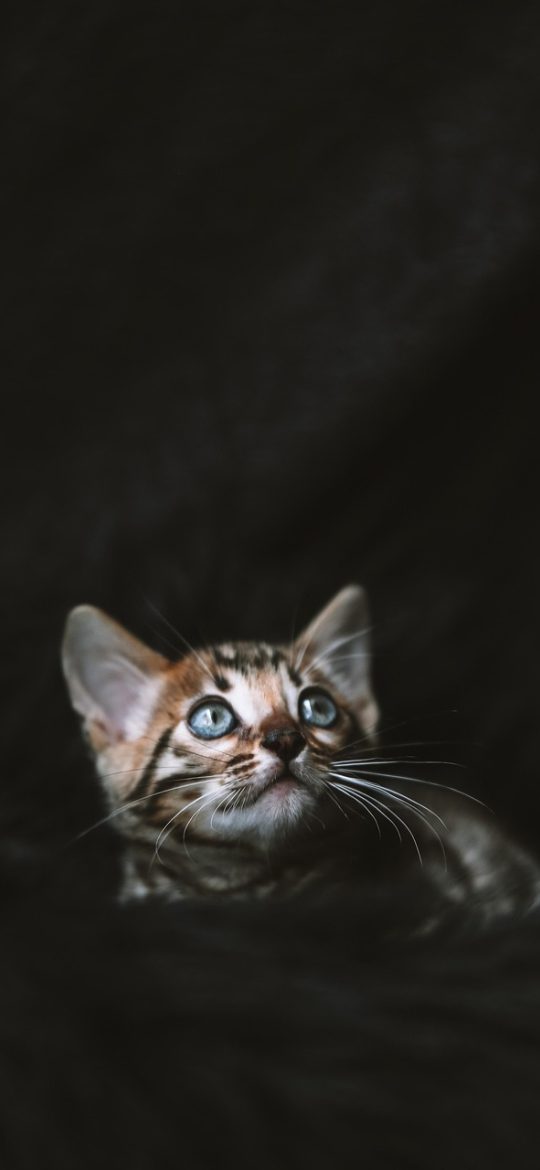 龙腾猫跃 App 分组列表界面，每一条记录左侧有类型图标，右侧显示添加时间，条目之间用细线分隔