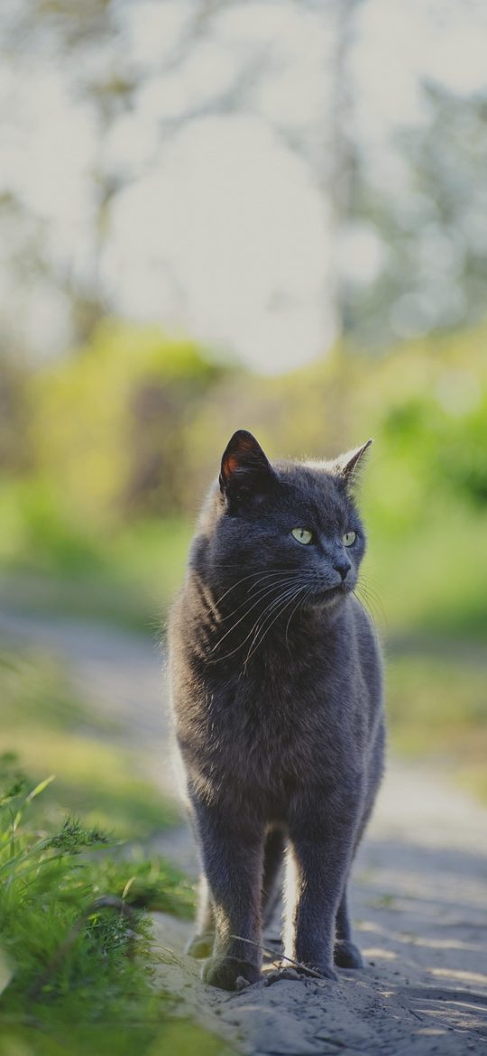 龙腾猫跃 App 设置界面，深色模式开关、字号调节滑块与权限管理入口从上到下排列，配色沉稳